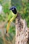 Vertical photograph of colorful green jay