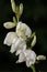 Vertical Photograph, of isolated Yucca plants white flowers against a dark background