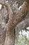 Vertical photograph of leopard resting in tree