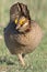 Vertical photograph of lesser prairie chicken strutting