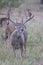 Vertical photograph of whitetail buck lip curling