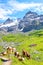 Vertical photography of cows on green hills in Swiss Alps near Kandersteg. Mountains and rocks in background. Switzerland summer.