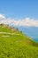 Vertical photography of green terraced vineyards in picturesque village Rivaz in Lavaux wine region, Switzerland. Vineyard on