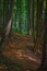 Vertical photography of morning forest landscape outdoors environment space with dirt path way curved trail without people here
