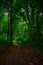 Vertical photography of morning September forest trail path way outdoor natural environment space