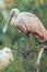 Vertical photography of Portrait of Roseate Spoonbill