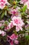 Vertical Photos of blooming flowers. Pink azalea flower with green leaves. Azalea bush. Botanical photography in the greenhouse. B