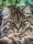 Vertical picture of adorable tabby cat outdoors lying on grass. Cat outside. Close up cat head. Grey cat watching, cats look.