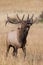 Vertical Picture of big bull elk bugling
