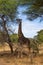 Vertical picture of a black giraffe eating from an acacia in the savanna of Tarangire National Park, in Tanzania