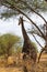 Vertical picture of a black giraffe walking under the acacias in the savanna of Tarangire National Park, in Tanzania