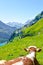 Vertical picture of brown white cow lying on the hills by Oeschinen Lake in Switzerland. Swiss summer. Switzerland landscape,