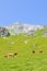 Vertical picture capturing herd of cows on pasture in Alps. Alpine landscape in summer season. Green meadows on the hills