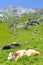Vertical picture of cow lying on hills in Alps. Summer Alpine landscape. Cows Alps. Hilly landscape with green pastures, rocks and