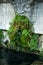 Vertical picture of decorative fountain with face overgrown with moss and fern with clear water in Lourmarin, one of most