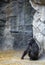 Vertical picture of a gorilla sitting on the ground surrounded by rocks in a zoo