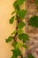 Vertical picture of grape leaves against a wall