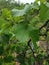 Vertical picture of grape leaves under the sunlight