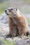 Vertical picture of marmot in alpine valley