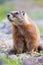 Vertical picture of marmot by flowers