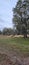 Vertical picture of North Florida field full of cows in vast autumn colored field