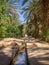 Vertical picture of an oasis in the Merzouga village in Sahara desert, Morocco