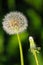 Vertical picture of an open and closed dandelion seed head