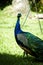 Vertical picture of a Pavo Real at \\\
