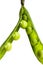 Vertical picture with selective focus on fresh bright open green pea pod. Organic food. Antioxidant, natural, vitamin, organic,