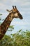 Vertical picture of the side profile of a giraffe with trees on the blurry background