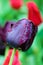 Vertical picture of stunning black tulip with raindrops on petals. Background is green red and blurred. Dark purple tulips.