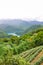 Vertical picture of tea plantation on slope by Thousand Island Lake surrounded by tropical trees and forest, Taiwan, Asia. Foggy