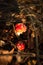 Vertical picture of two red poisonous Amanita Muscaria fungus macro close up on brown autumn leaves near pine branch. Toxic bright