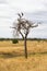 Vertical picture of a vulture on the top of a tree in the middle of the yellow savannah of Tarangire National Park, in Tanzania