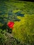 Vertical picture of a wild poppy surrounded by a lake covered in mosses under the sunlight