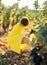 Vertical picture of young faceless woman in bright yellow dress touching red grapes in vineyard in Provence, France. Biological