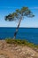 Vertical of a pine tree on shore of Lake Superior on Keweenaw peninsula, Michigan