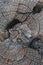 Vertical Pine Tree trunk close up in New Mexico.