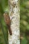 Vertical of Plain-brown Woodcreeper, Dendrocincla fuliginosa
