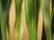 Vertical plant leaves. Green plant leaf background.