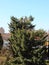 Vertical Pollarding of Large Pine Tree Background