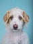 Vertical portrait of an adorable mixed breed dog on a blue background