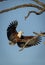 Vertical portrait of an adult african fish eagle landing on a tree branch in Kruger Park in South Africa