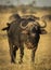 Vertical portrait of an adult buffalo standing in dry grass in Botswana