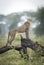 Vertical portrait of an adult cheetah standing on wet tree branch in the rain in Ndutu in Tanzania