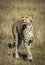 Vertical portrait of an adult cheetah walking in Masai Mara in Kenya