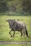 Vertical portrait of an adult wildebeest looking straight at camera in Ngorongoro Crater in Tanzania