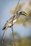 Vertical portrait of an african grey hornbill in Savuti in Botswana