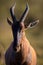 Vertical portrait of an African hartebeest captured in its natural habitat