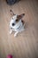 Vertical portrait of alert puppy sitting on floor